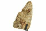 Dinosaur (Triceratops) Frill Shield Section w/ Stand - South Dakota #363635-1